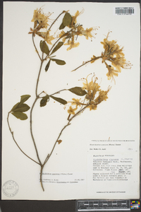 Rhododendron canescens image