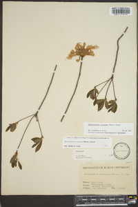 Rhododendron canescens image