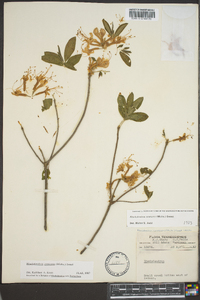 Rhododendron canescens image