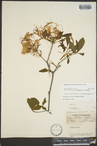 Rhododendron canescens image