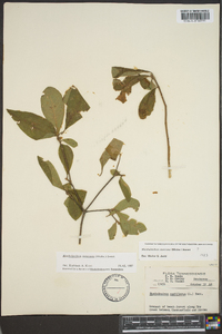 Rhododendron canescens image