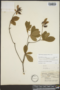 Rhododendron canescens image