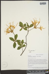 Rhododendron canescens image