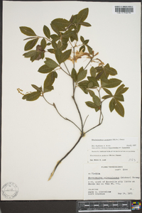 Rhododendron canescens image