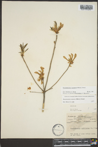 Rhododendron canescens image