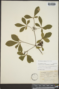 Rhododendron canescens image