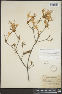 Rhododendron canescens image