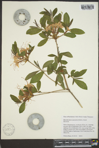 Rhododendron canescens image