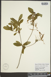 Rhododendron canescens image