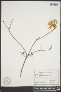 Rhododendron canescens image