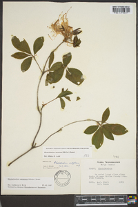 Rhododendron canescens image