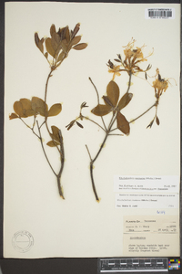 Rhododendron canescens image