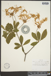 Rhododendron canescens image