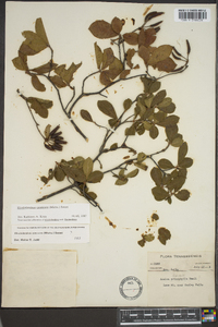 Rhododendron canescens image