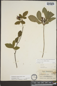 Rhododendron canescens image