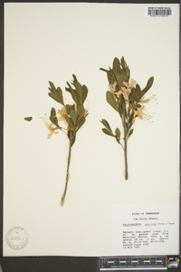 Rhododendron canescens image