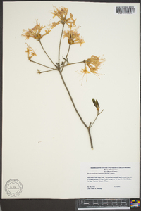 Rhododendron canescens image