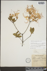 Rhododendron canescens image