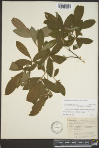 Rhododendron canescens image