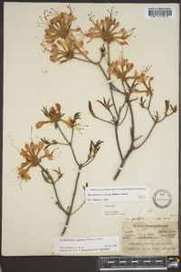 Rhododendron canescens image