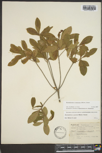 Rhododendron canescens image