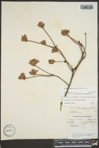 Rhododendron canescens image