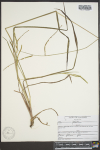 Paspalum floridanum image