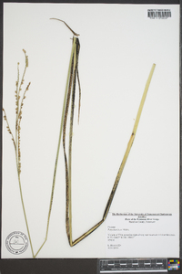 Paspalum laeve image