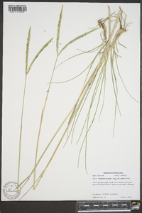 Paspalum notatum image