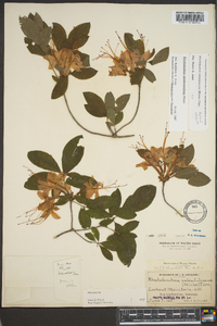 Rhododendron cumberlandense image