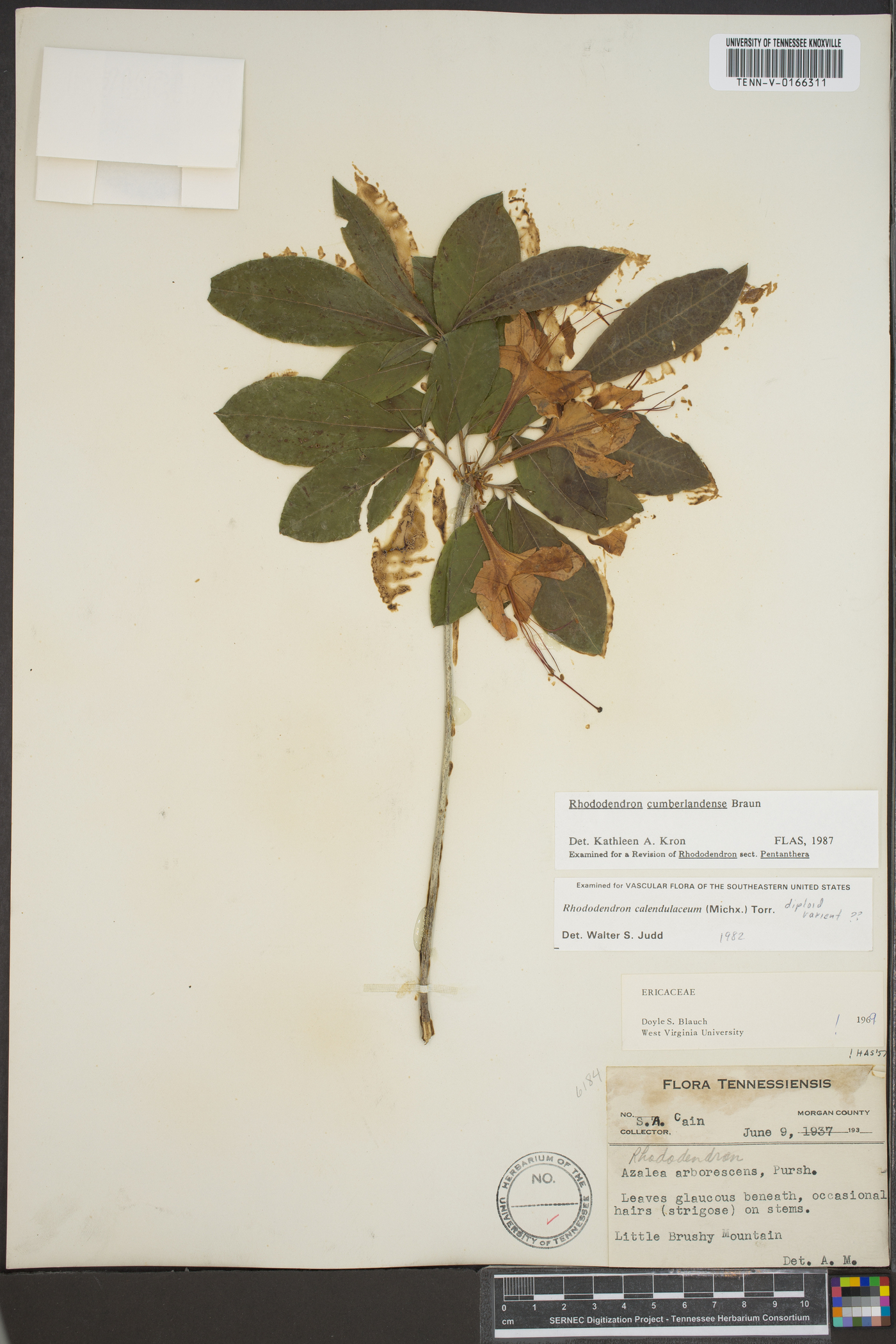 Rhododendron cumberlandense image