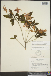 Rhododendron cumberlandense image