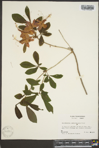 Rhododendron cumberlandense image