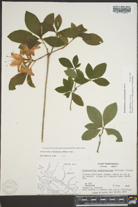 Rhododendron cumberlandense image