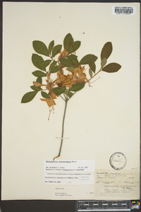 Rhododendron cumberlandense image