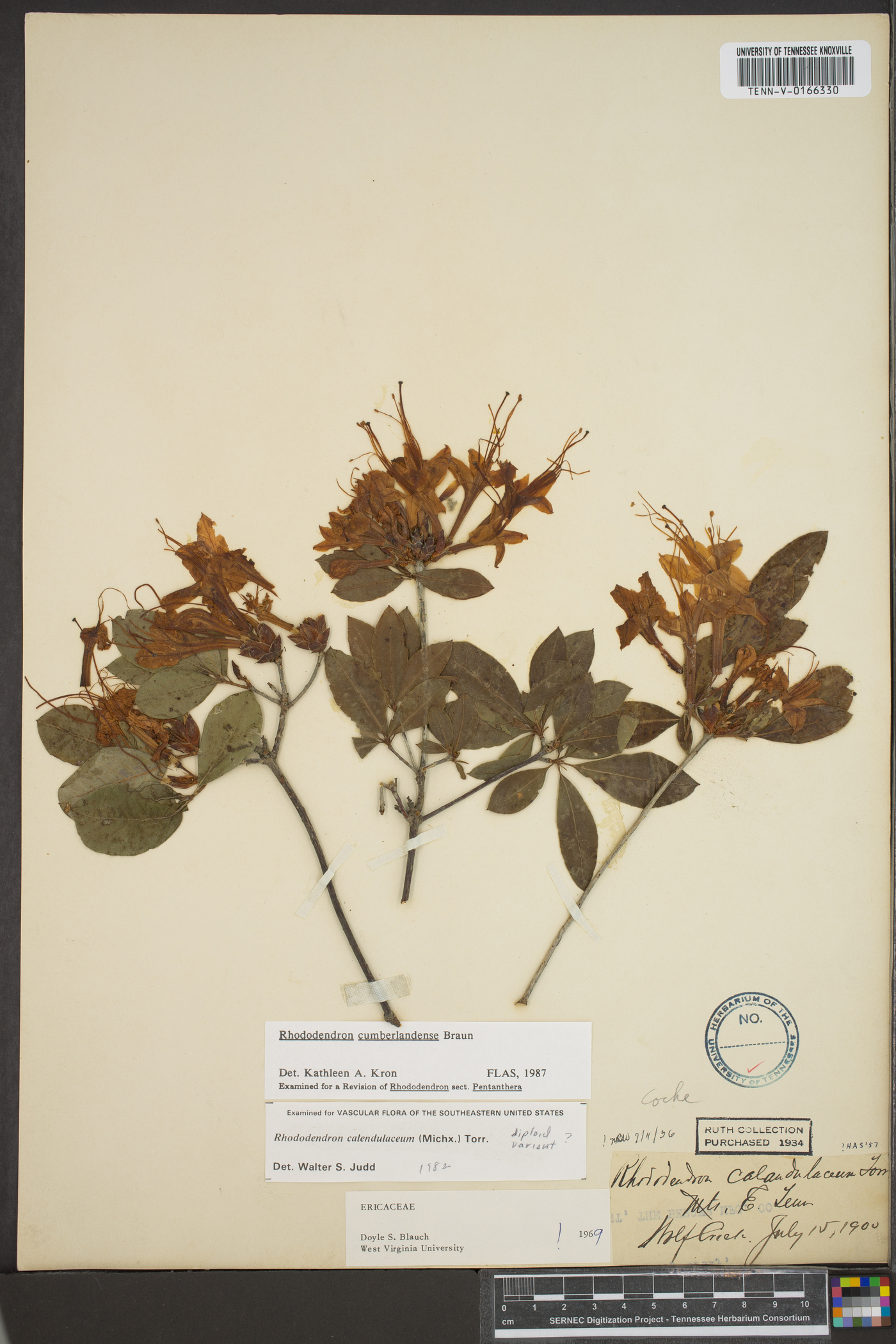 Rhododendron cumberlandense image