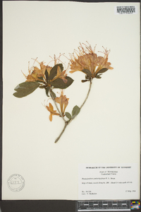 Rhododendron cumberlandense image