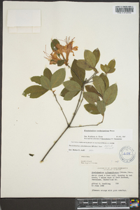 Rhododendron cumberlandense image