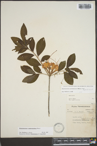 Rhododendron cumberlandense image