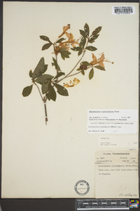 Rhododendron cumberlandense image