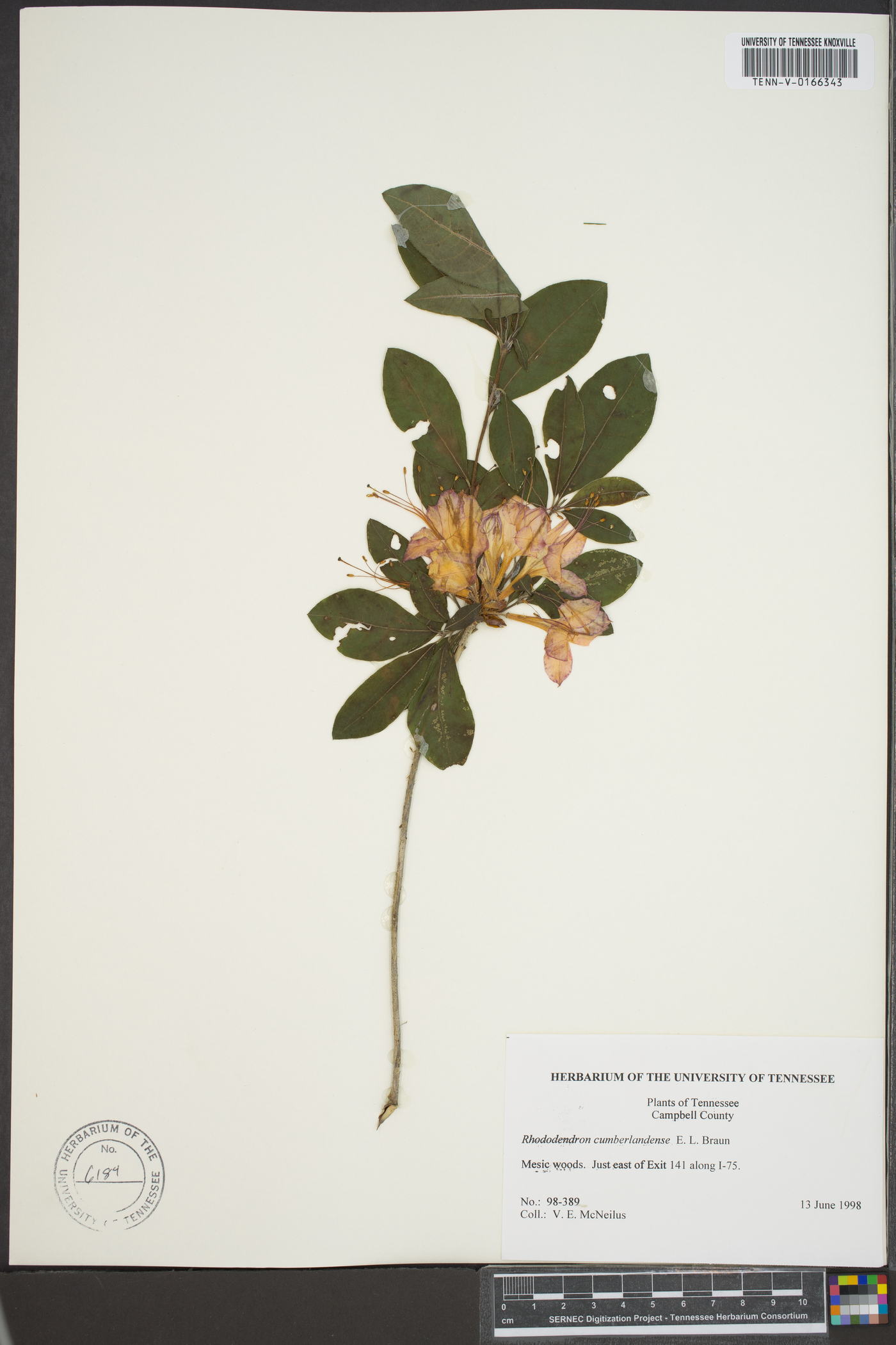 Rhododendron cumberlandense image