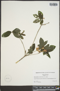 Rhododendron cumberlandense image