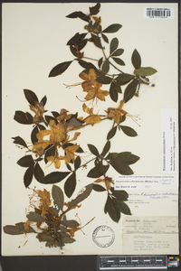 Rhododendron cumberlandense image