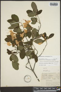 Rhododendron cumberlandense image