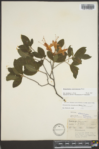 Rhododendron cumberlandense image