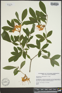 Rhododendron cumberlandense image