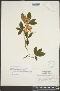 Rhododendron cumberlandense image