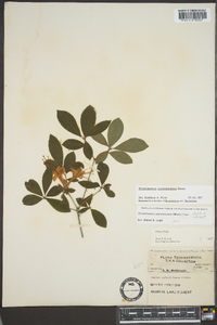 Rhododendron cumberlandense image