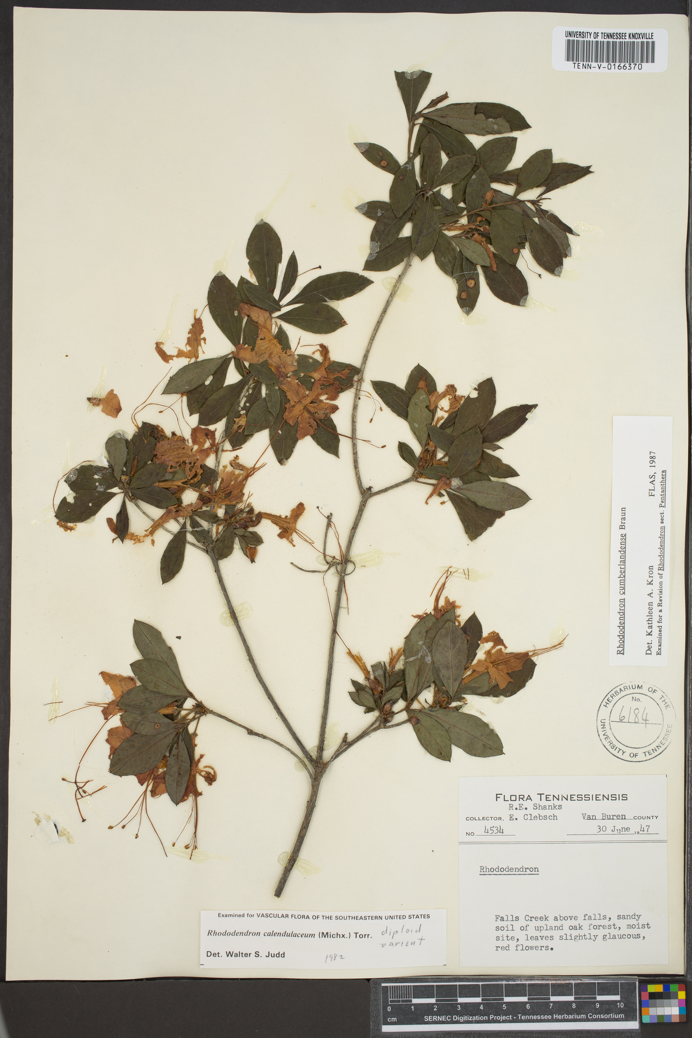 Rhododendron cumberlandense image