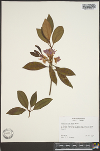 Rhododendron minus image